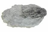 Fossil Crinoid (Cyathocrinites) - Monroe County, Indiana #231989-1